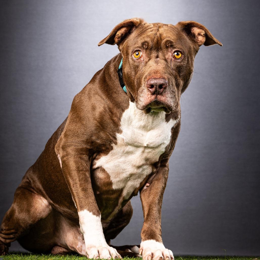 Enlarge Bobbi, a Adoptable Mixed Breed in Jupiter, FL image 5/6