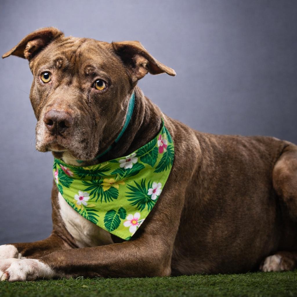 Enlarge Bobbi, a Adoptable Mixed Breed in Jupiter, FL image 5/6