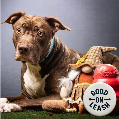 Enlarge Bobbi, a Adoptable Mixed Breed in Jupiter, FL image 5/6