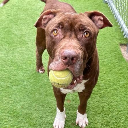 Enlarge Bobbi, a Adoptable Mixed Breed in Jupiter, FL image 6/6