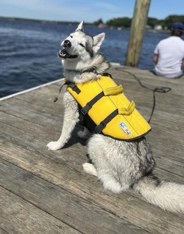 Nika *LOCAL*, Adoptable, Senior Female Husky.