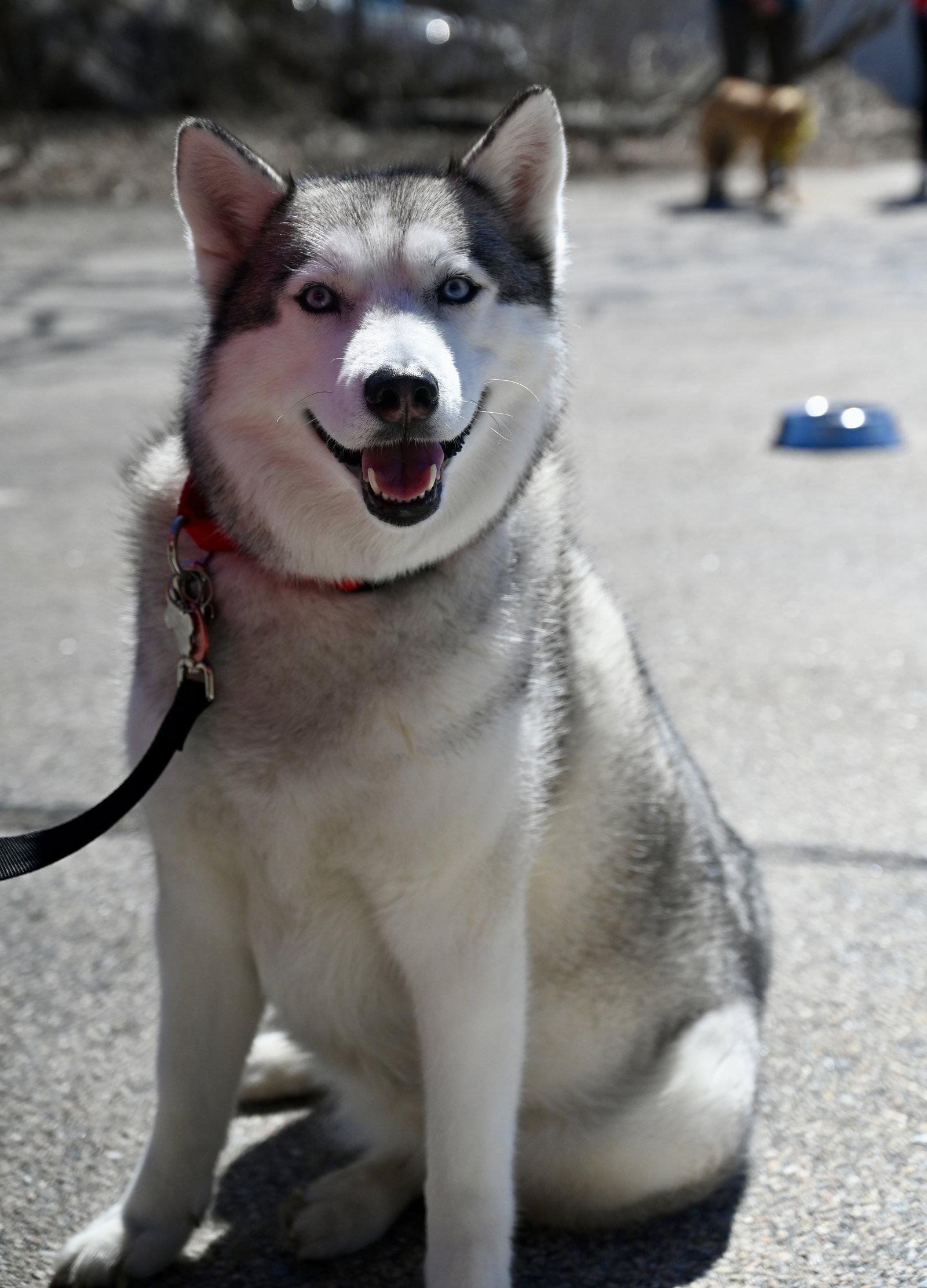 Enlarge Nika *LOCAL*, a Adoptable Husky in Wakefield, RI image 3/3
