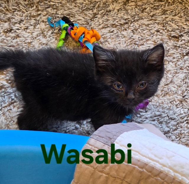 Wasabi, Adoptable, Young Male Domestic Short Hair.