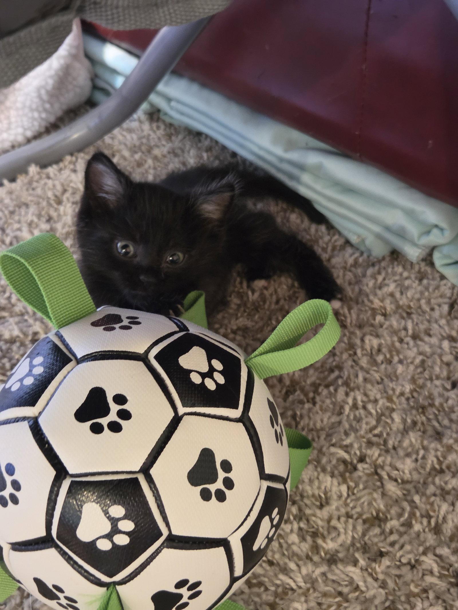 Enlarge Wasabi, a Adoptable Domestic Short Hair in Williamsburg, IA image 2/3