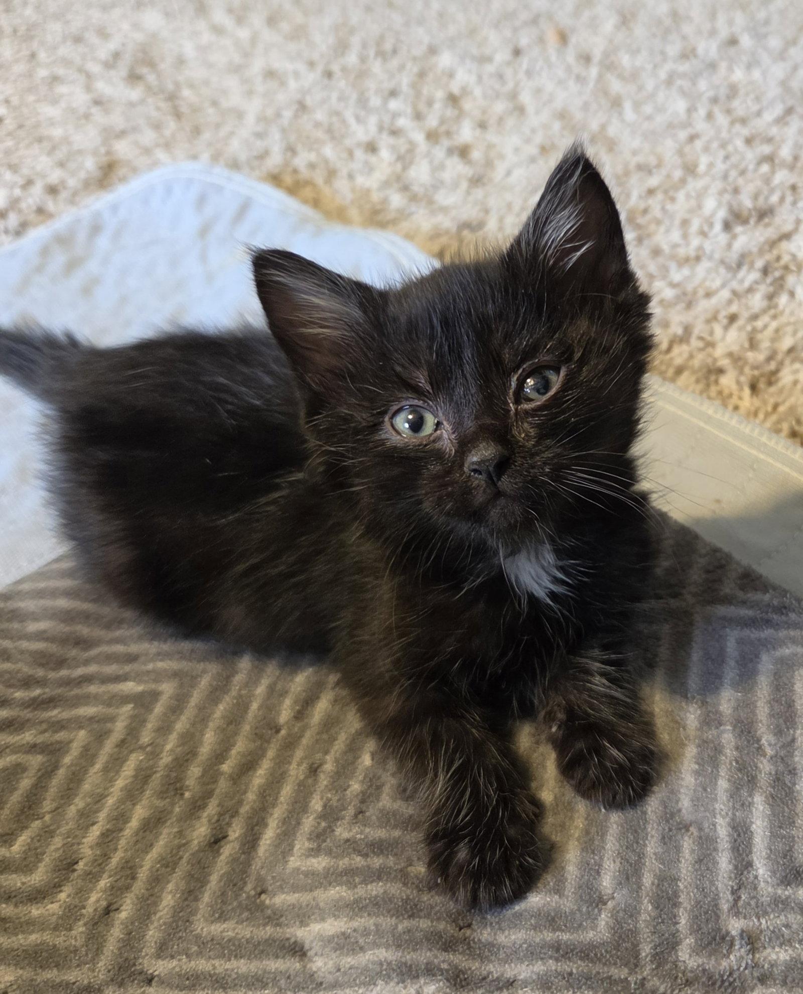 Enlarge Wasabi, a Adoptable Domestic Short Hair in Williamsburg, IA image 3/3
