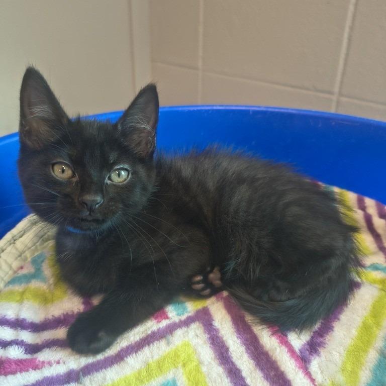 Enlarge Pomelo, a Adoptable Domestic Short Hair in Knoxville, TN image 1/1