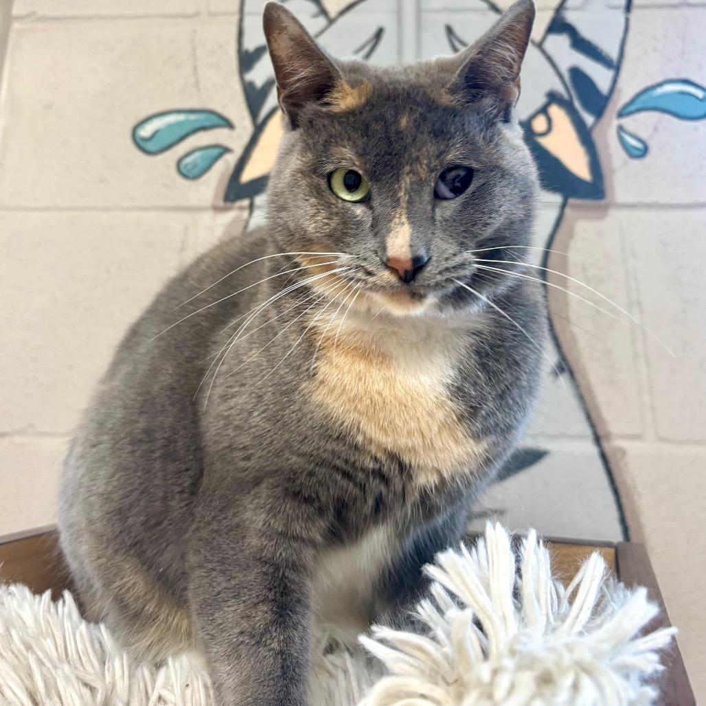 Tortellini, Adoptable, Adult Female Domestic Short Hair.