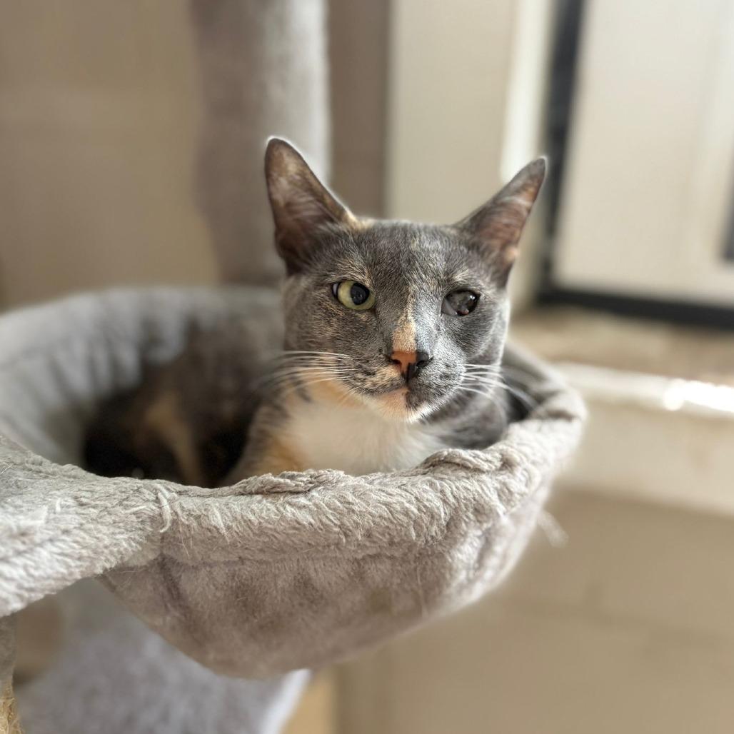 Enlarge Tortellini, a Adoptable Domestic Short Hair in Laredo, TX image 2/6