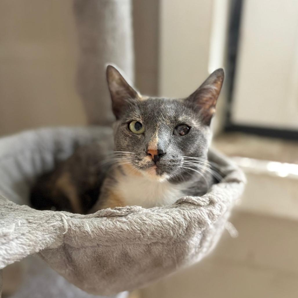 Enlarge Tortellini, a Adoptable Domestic Short Hair in Laredo, TX image 3/6