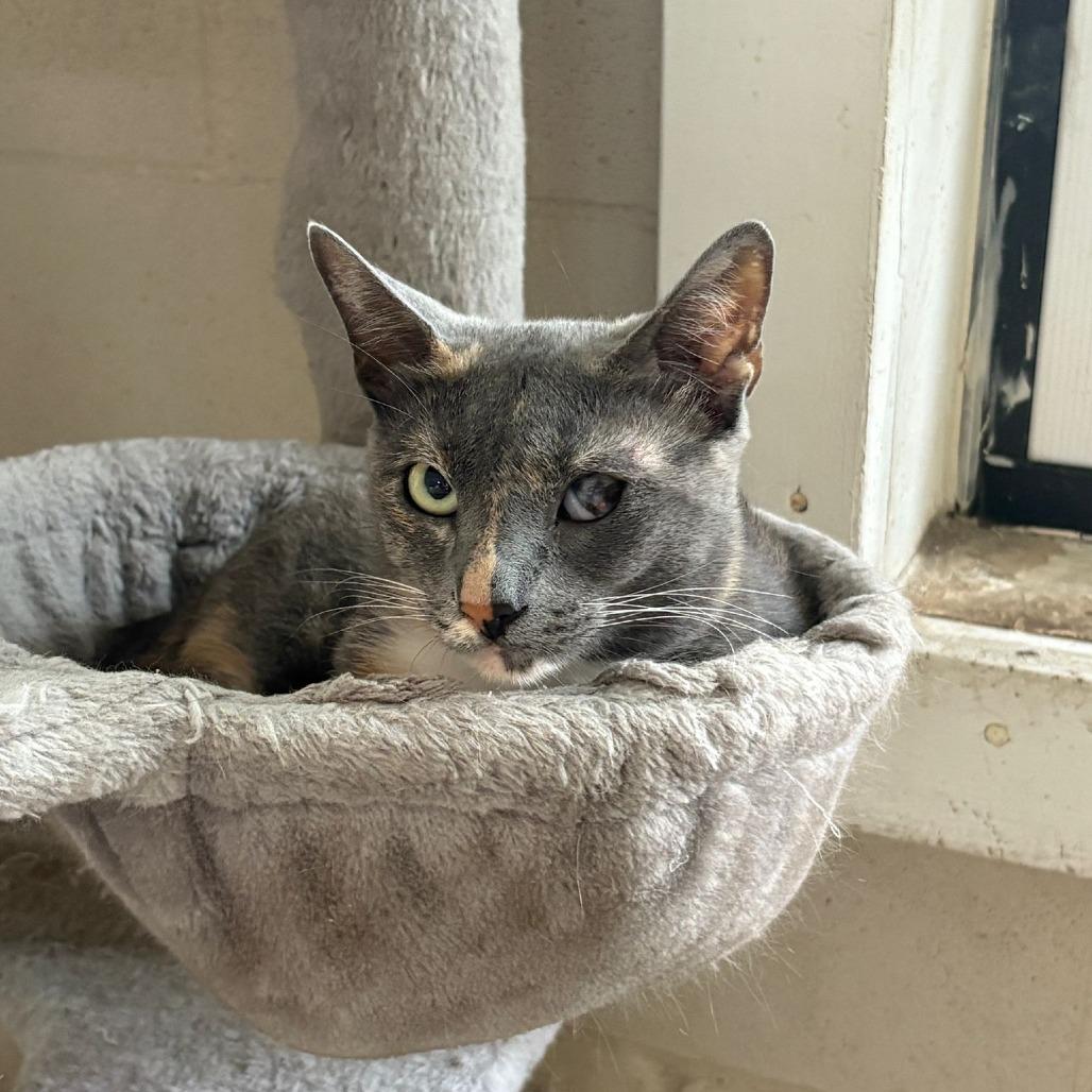 Enlarge Tortellini, a Adoptable Domestic Short Hair in Laredo, TX image 4/6