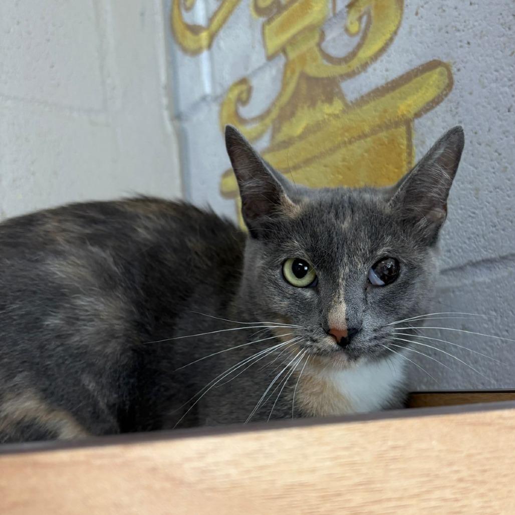 Enlarge Tortellini, a Adoptable Domestic Short Hair in Laredo, TX image 5/6