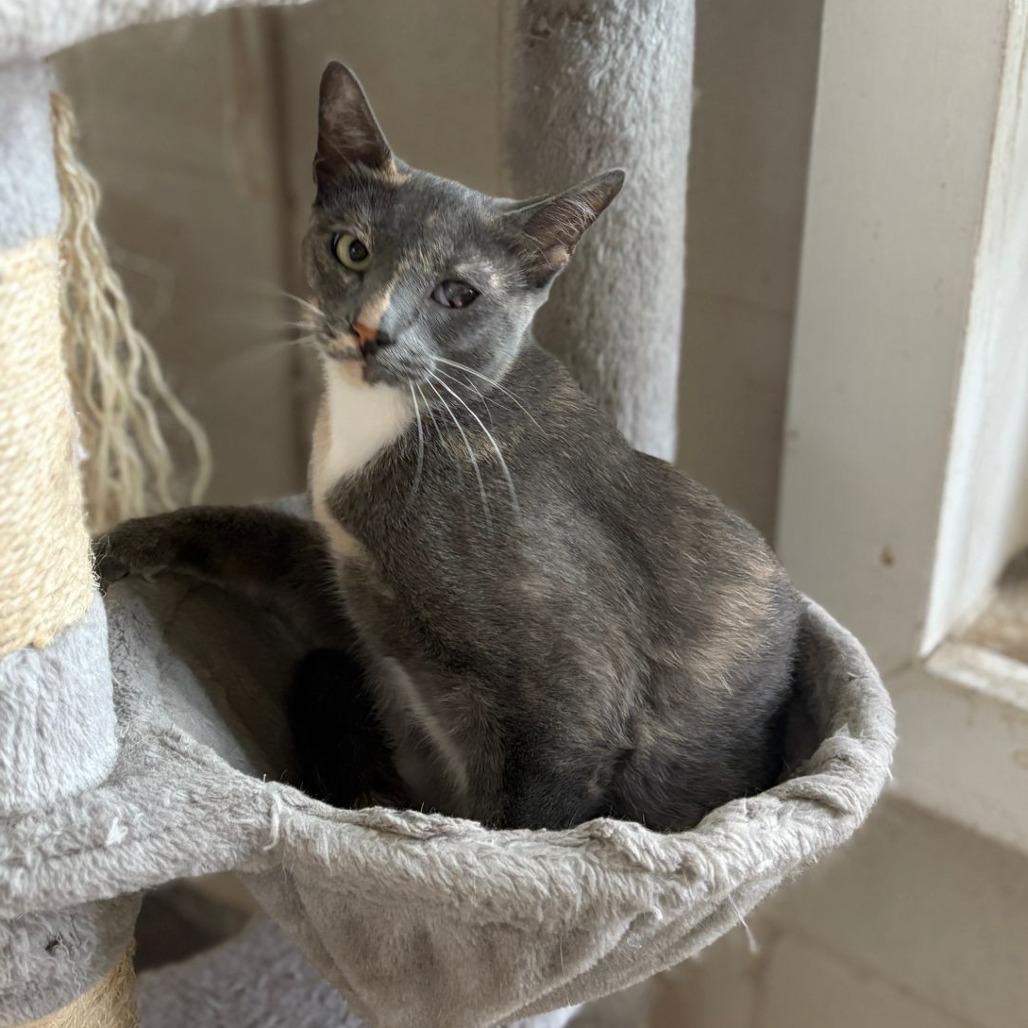 Enlarge Tortellini, a Adoptable Domestic Short Hair in Laredo, TX image 6/6