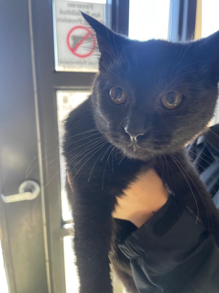 Foster, Adoptable, Kitten Male Domestic Short Hair.