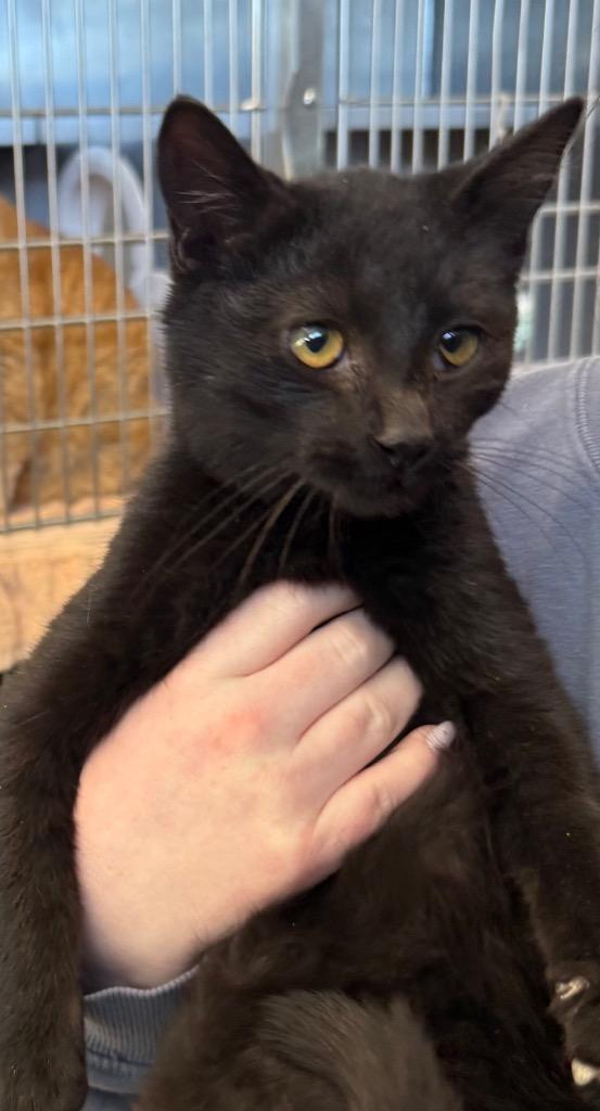 Enlarge Foster, a Adoptable mixed breed in Gallatin, TN image 3/3