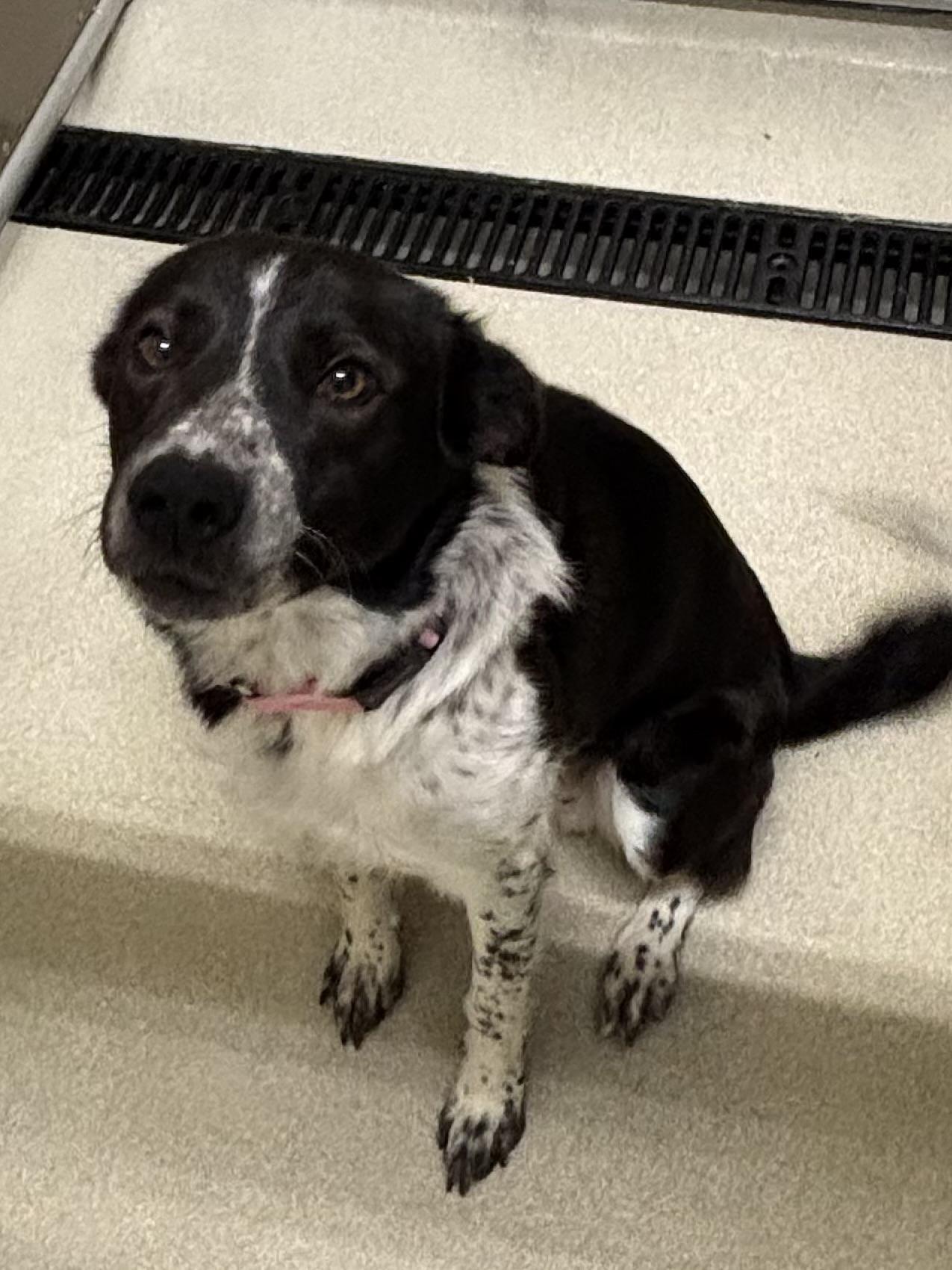 Mater, Adopted, Young Male Border Collie.