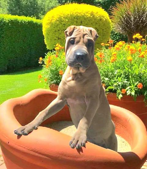 Raisin, Adoptable, Young Male Shar-Pei.