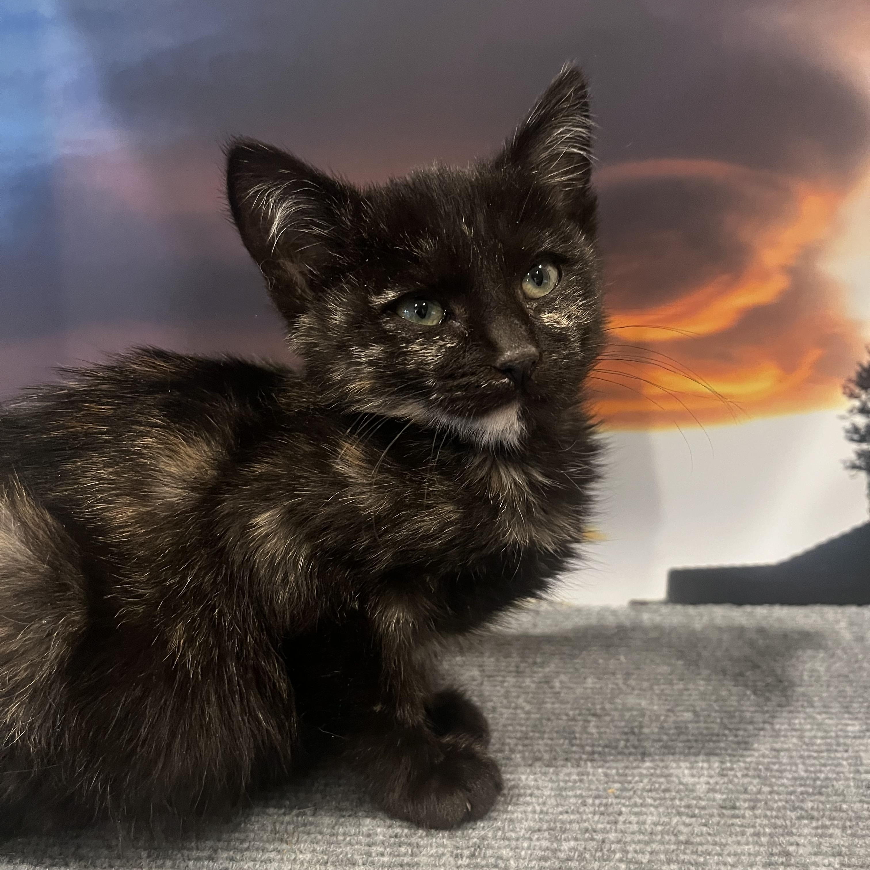 Enlarge Coco (F), a Adoptable Tortoiseshell in Santa Clarita, CA image 1/3