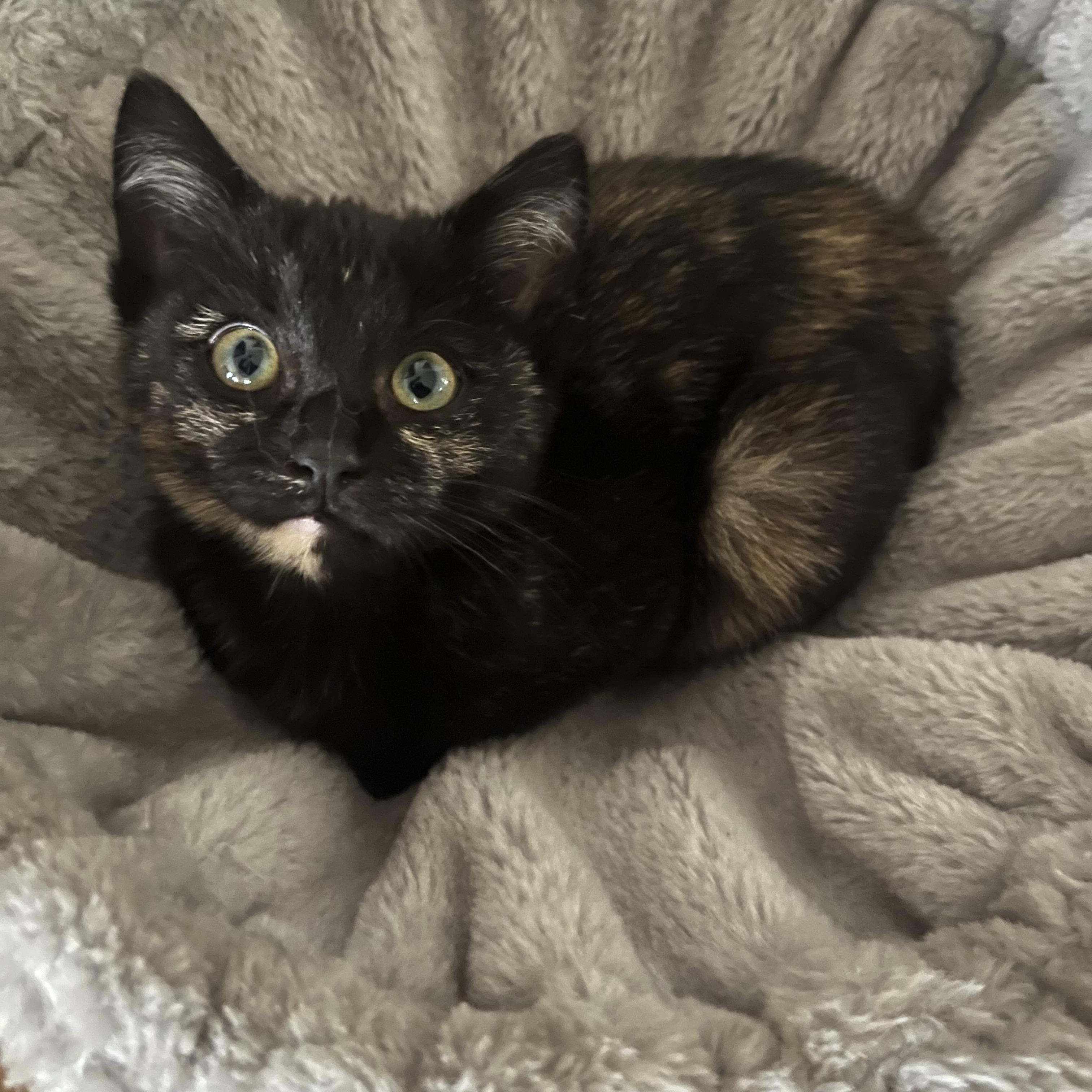 Enlarge Coco (F), a Adoptable Tortoiseshell in Santa Clarita, CA image 2/3