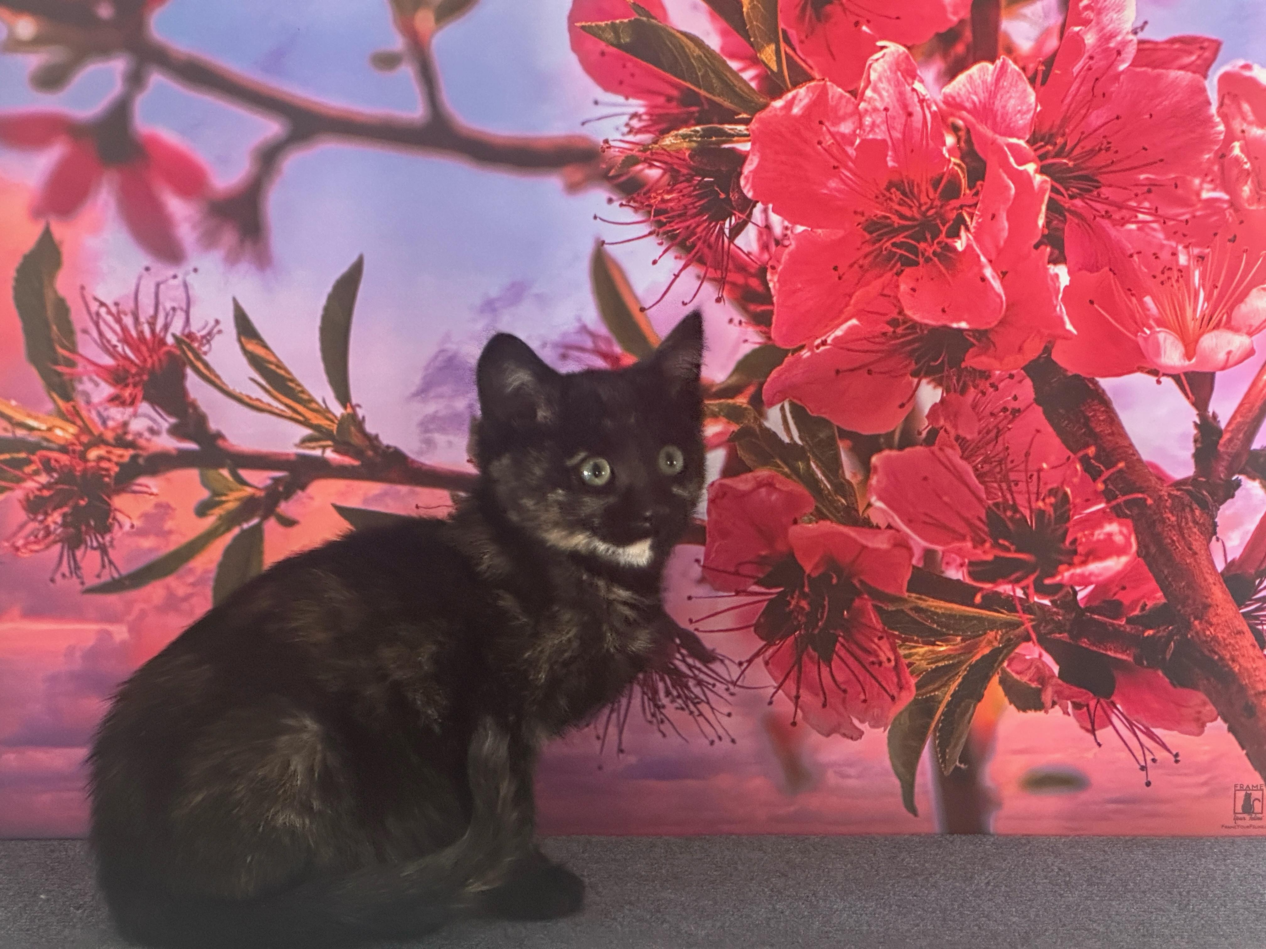 Enlarge Coco (F), a Adoptable Tortoiseshell in Santa Clarita, CA image 3/3