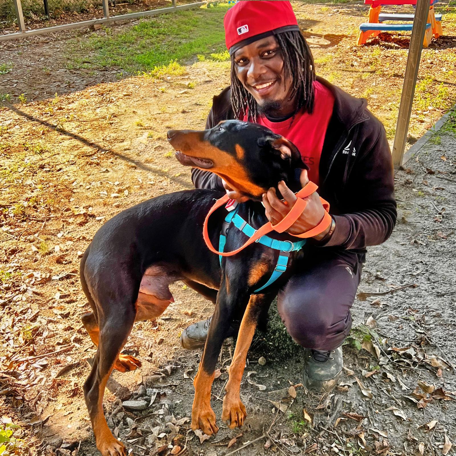 Taco, Adoptable, Young Male Doberman Pinscher.