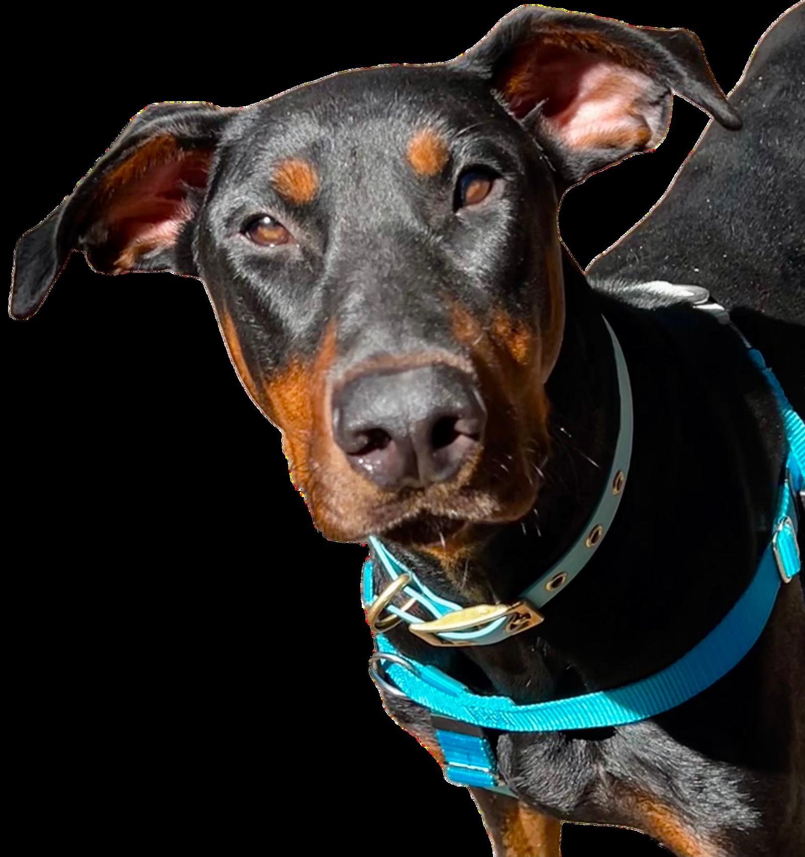 Enlarge Taco, a Adoptable Doberman Pinscher in Atlanta, GA image 2/3