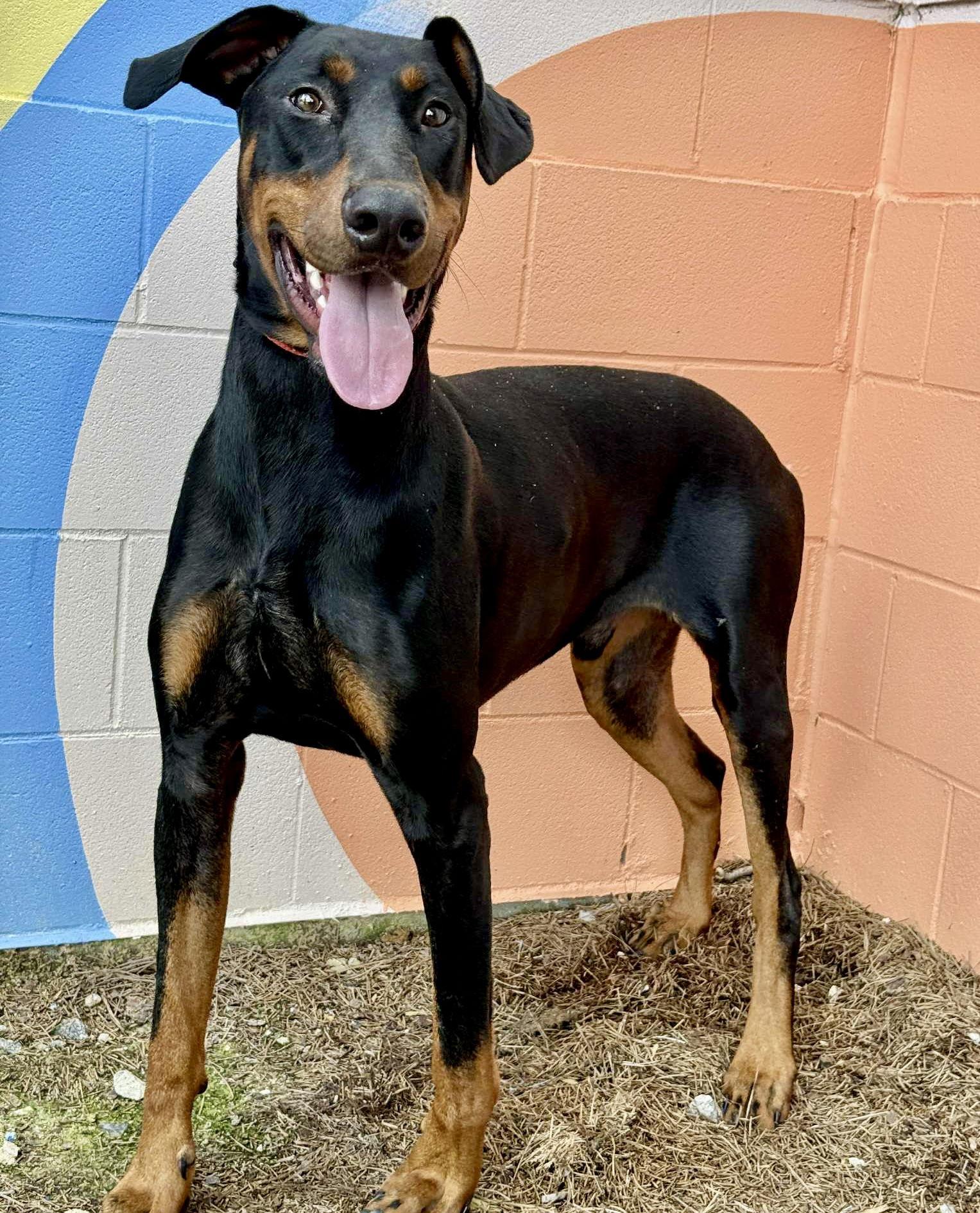 Taco - Adopted | Petfinder