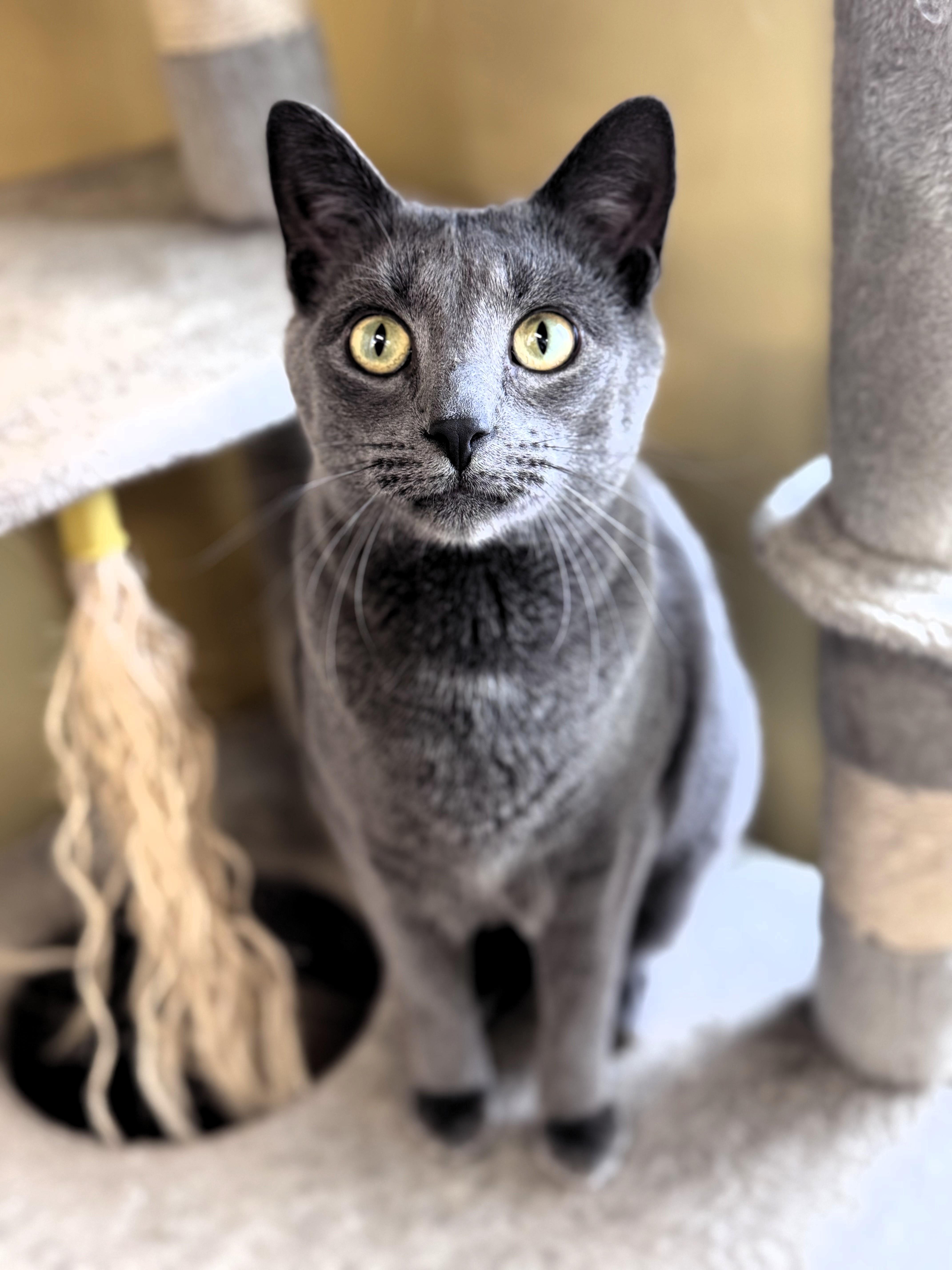 Pickle, ADOPTABLE, Adult Male Domestic Short Hair.