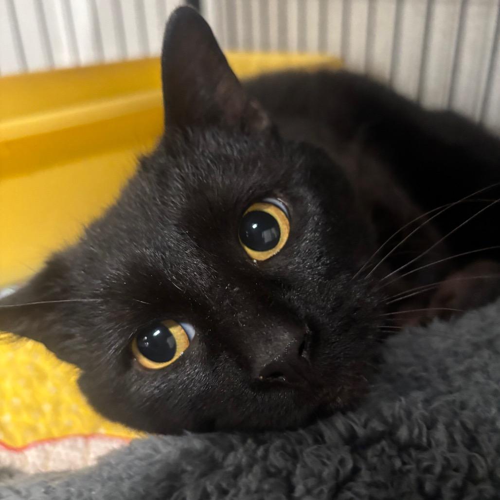 Mordecai 12C26, Adoptable, Young Male Domestic Short Hair & Domestic Short Hair.