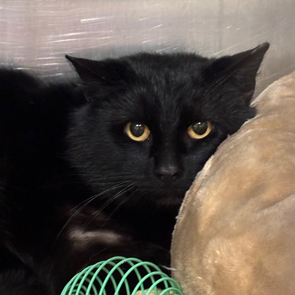 Mordecai 12C26, a Adoptable mixed breed in Napoleon, OH image 2/6