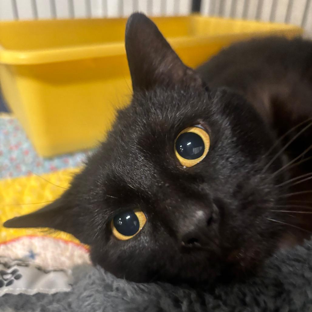 Mordecai 12C26, a Adoptable mixed breed in Napoleon, OH image 3/6