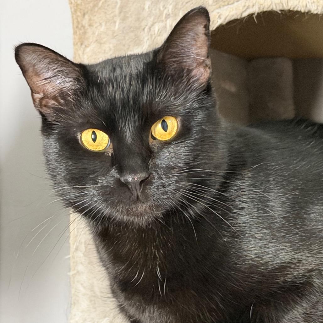 Enlarge Mordecai 12C26, a Adoptable mixed breed in Napoleon, OH image 4/6