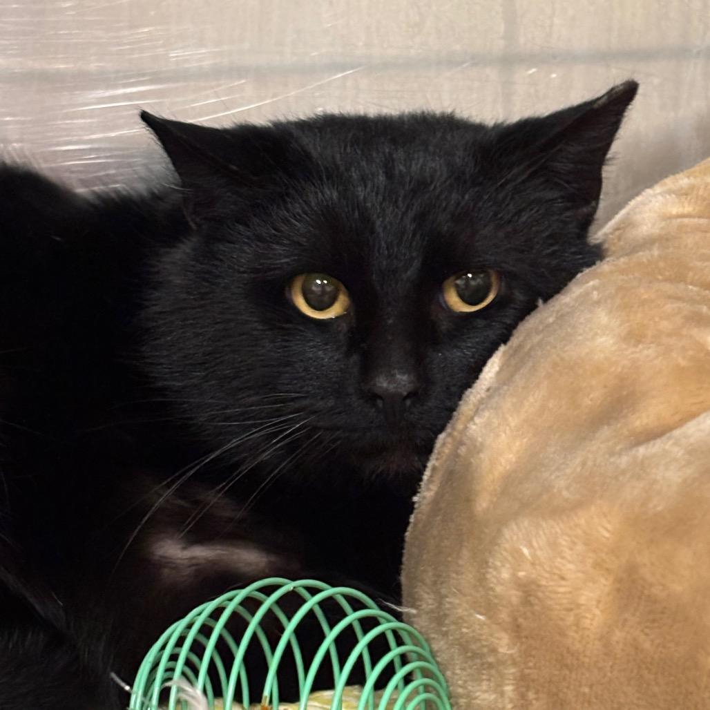 Mordecai 12C26, a Adoptable mixed breed in Napoleon, OH image 5/6