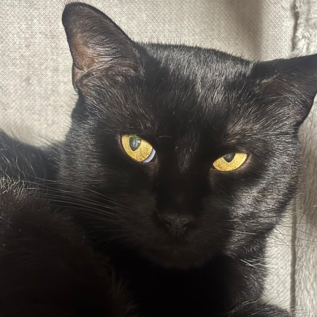Mordecai 12C26, a Adoptable mixed breed in Napoleon, OH image 5/6