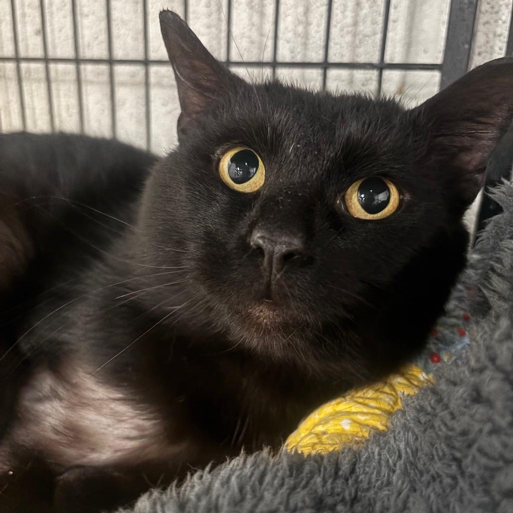 Mordecai 12C26, a Adoptable mixed breed in Napoleon, OH image 6/6
