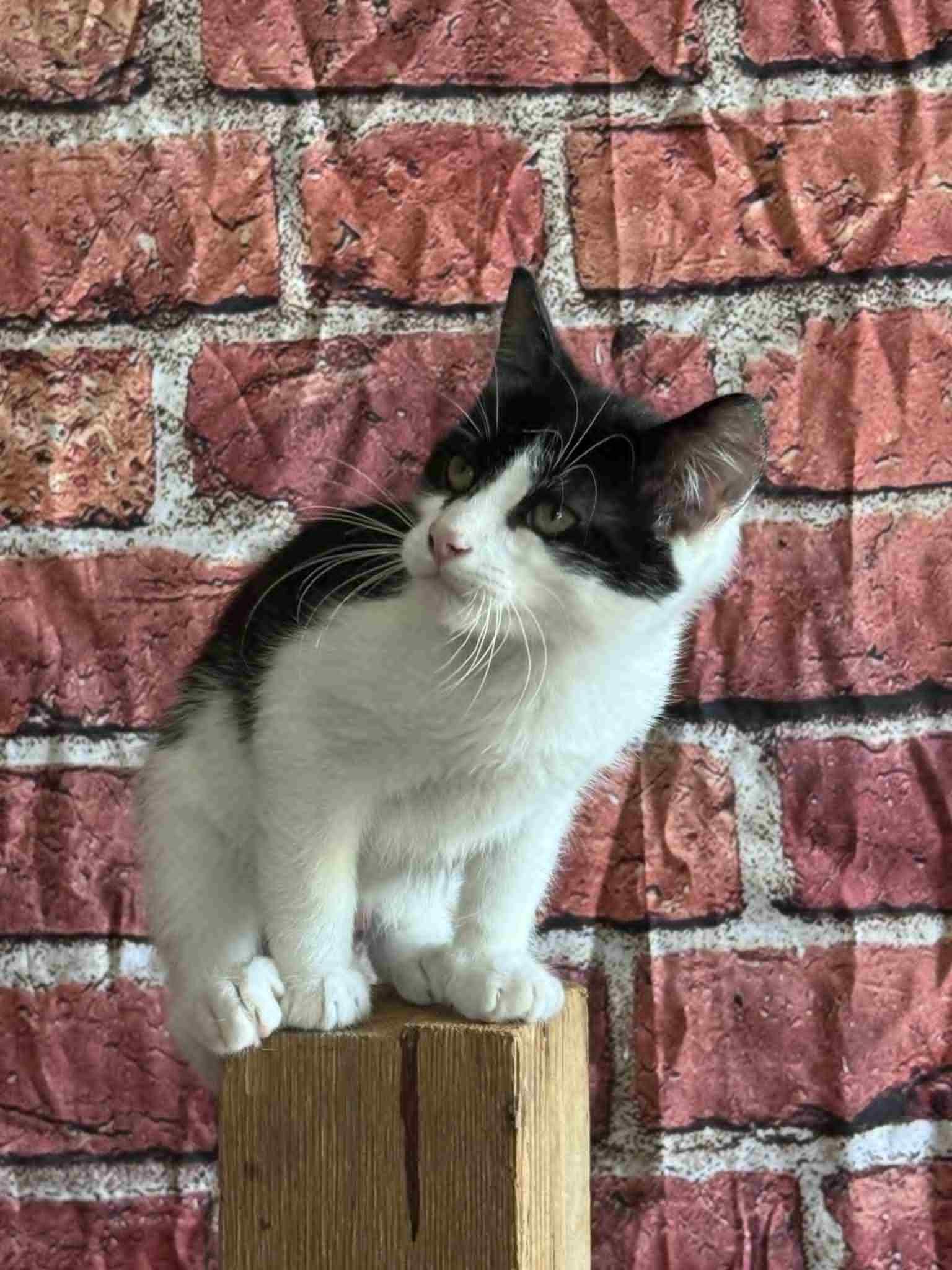 Ralph, Young Male Domestic Short Hair