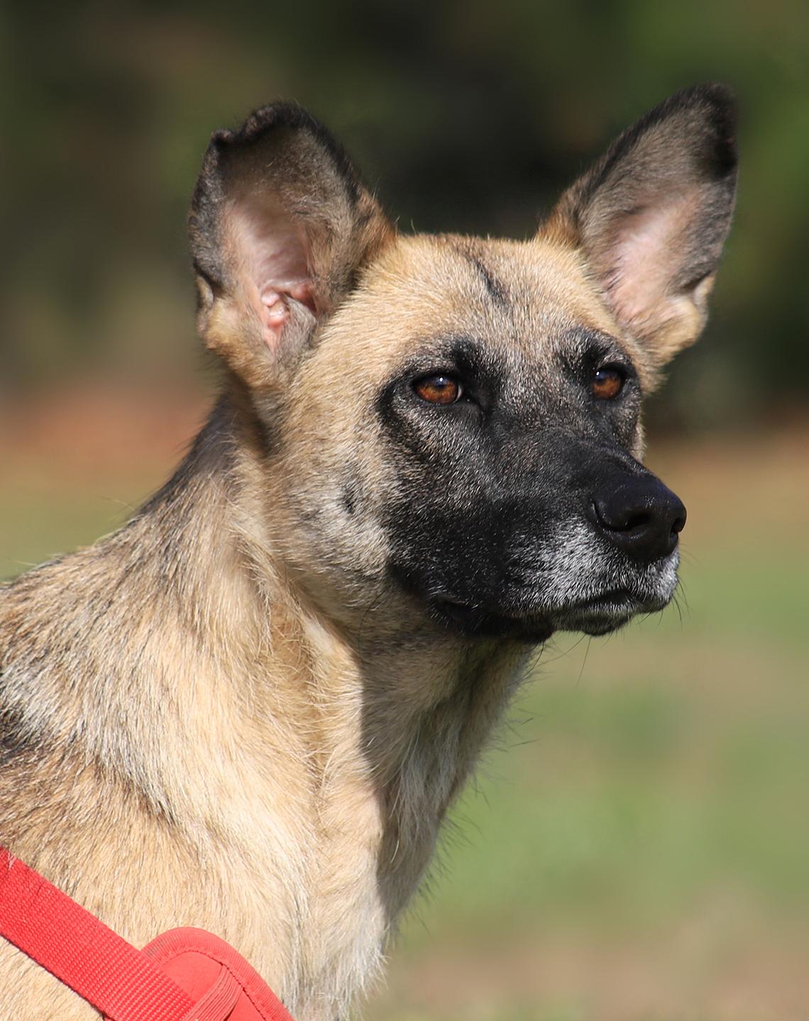 Stella, Young Female unknown