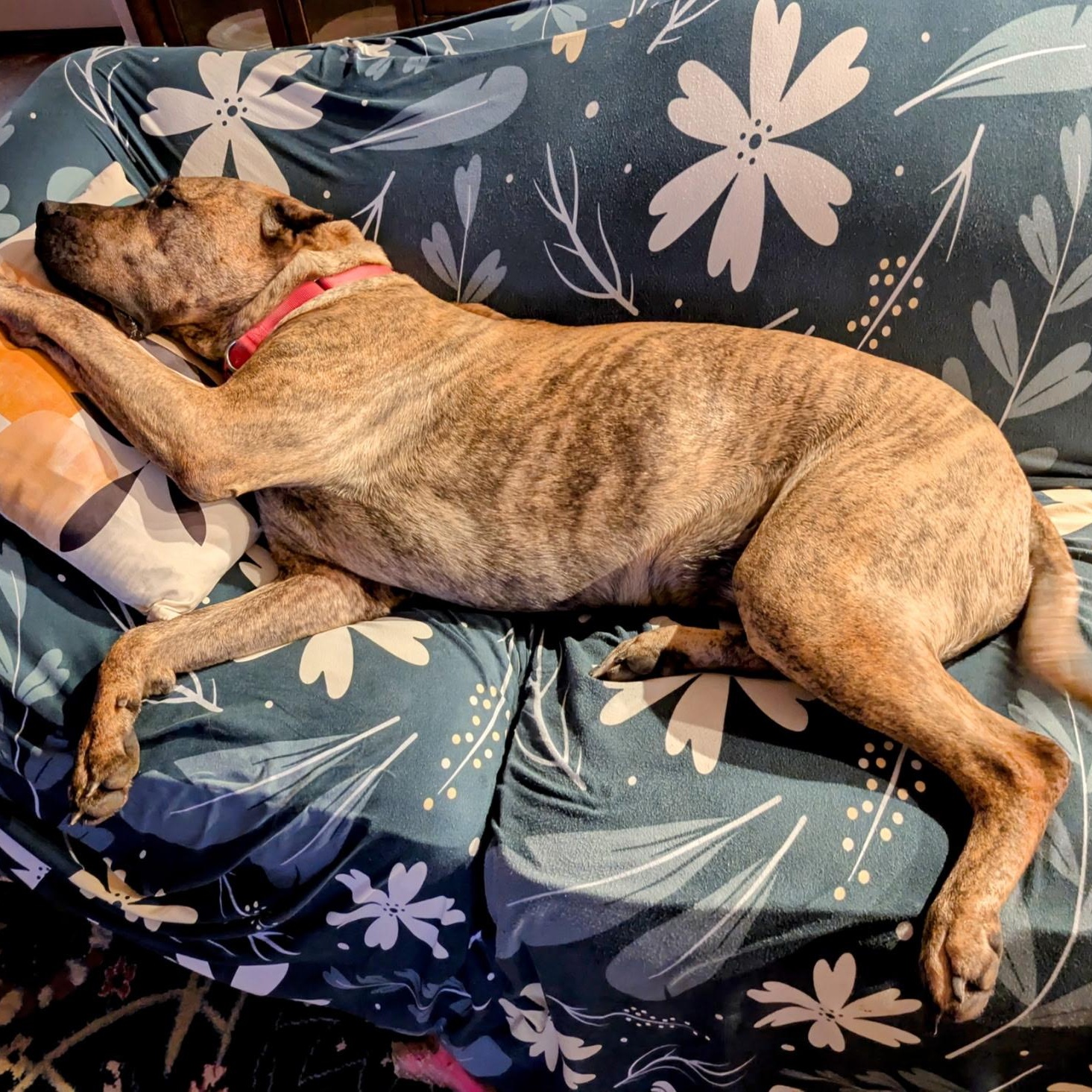 Birdie, a Adoptable Presa Canario in Norwood, GA image 5/6