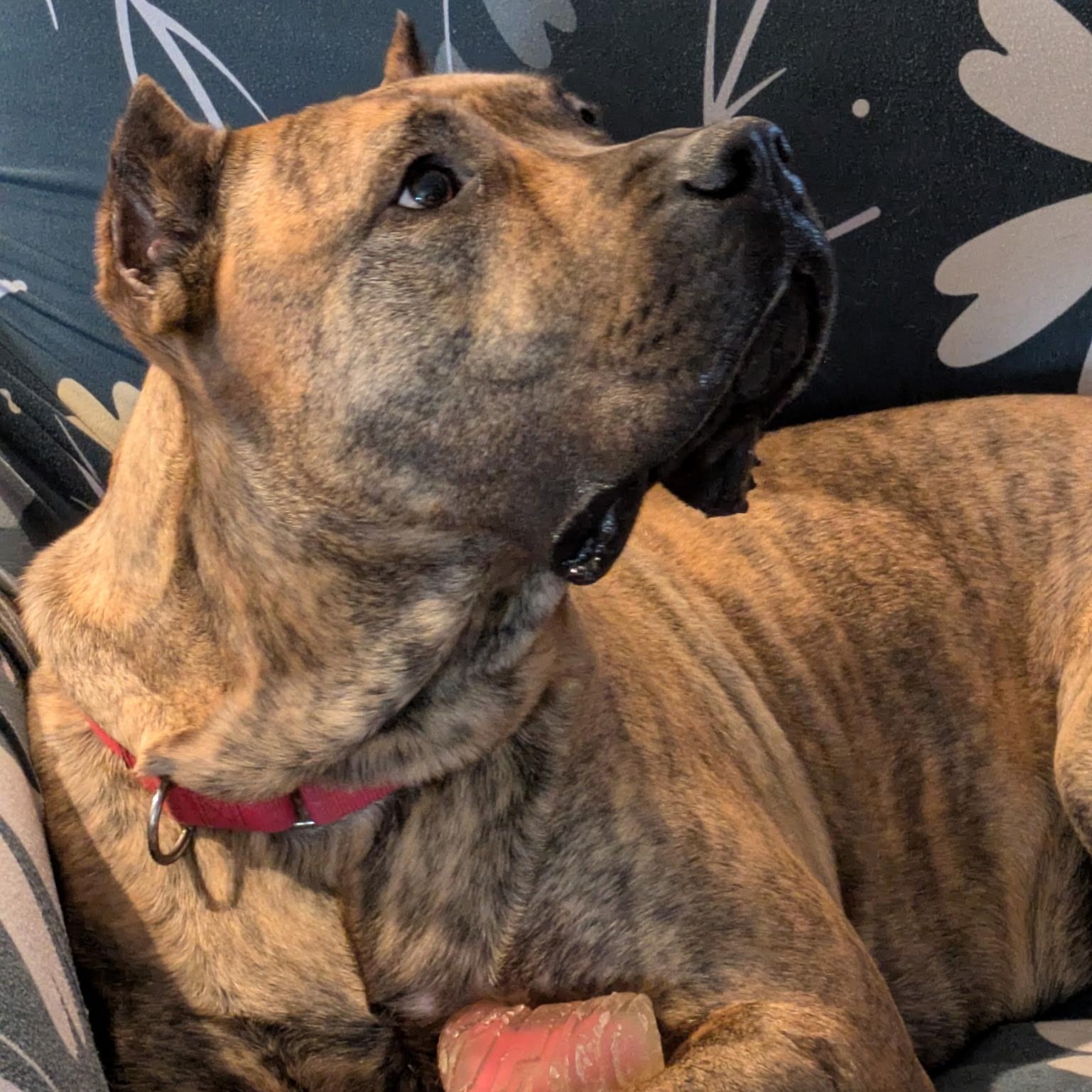 Birdie, a Adoptable Presa Canario in Norwood, GA image 4/6