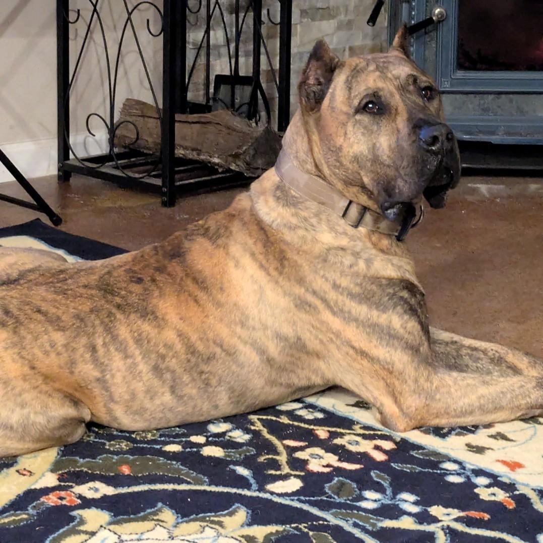 Birdie, a Adoptable Presa Canario in Norwood, GA image 3/6