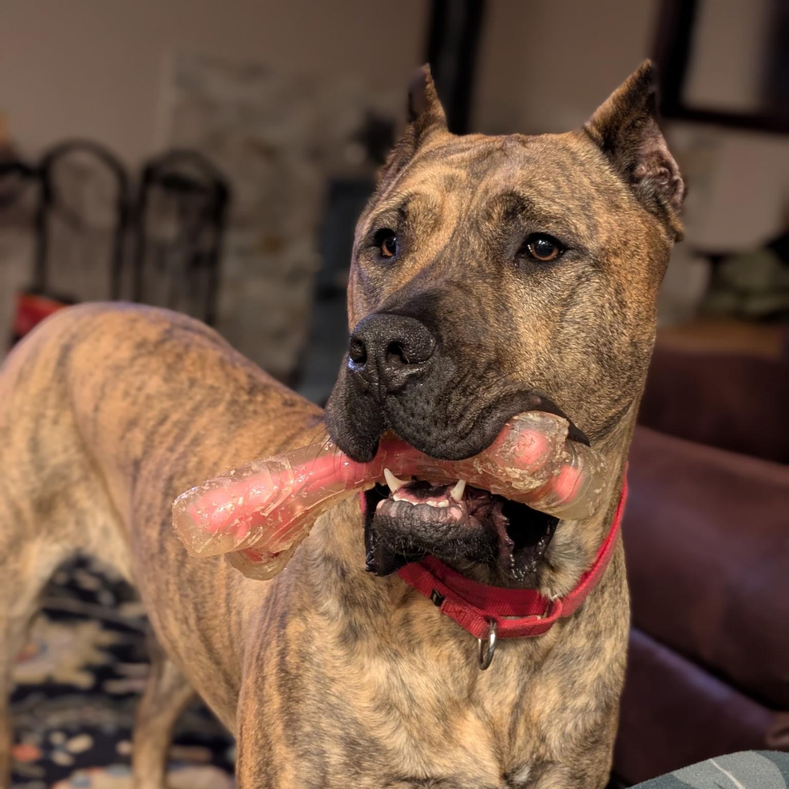 Birdie, a Adoptable Presa Canario in Norwood, GA image 2/6