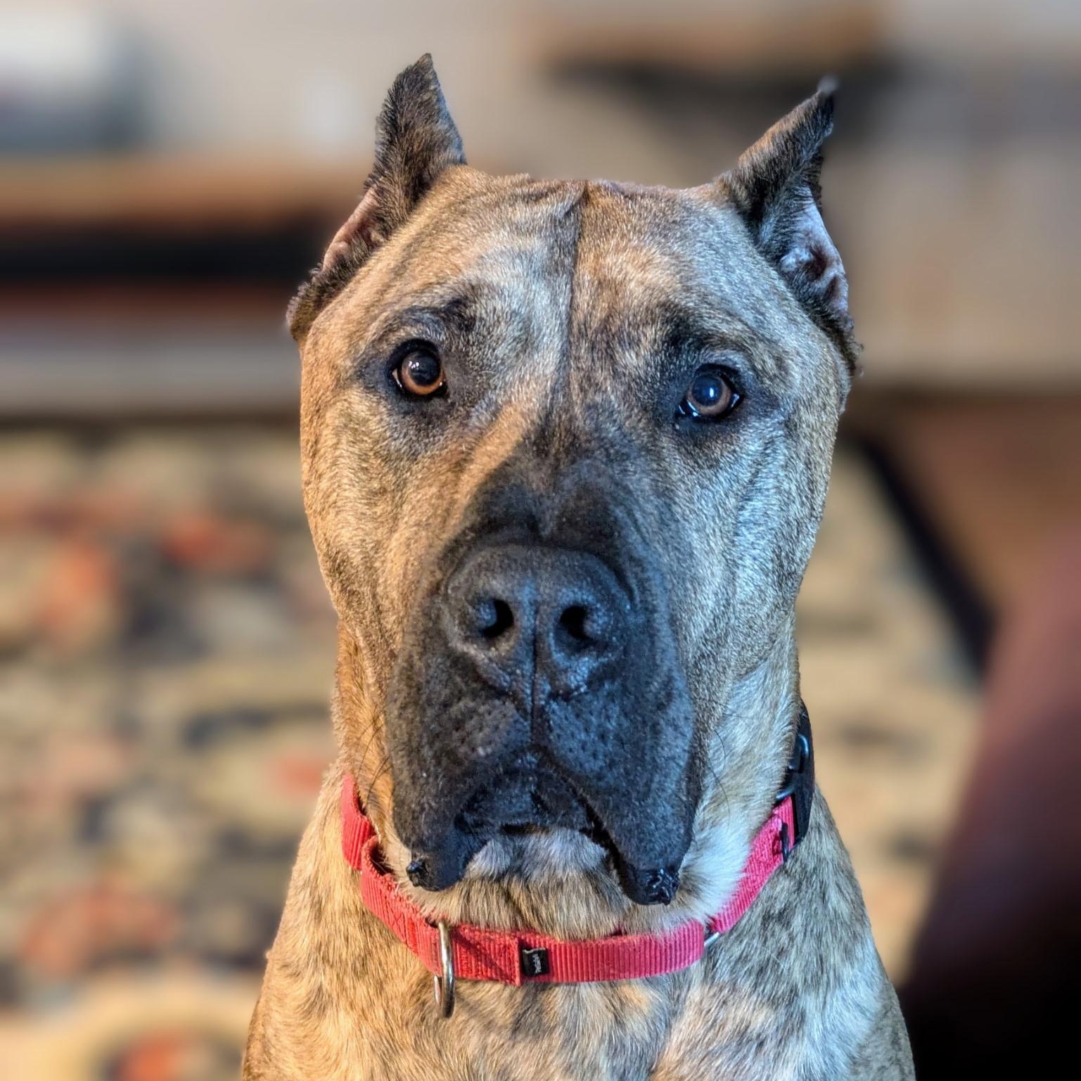 Birdie, Adoptable, Adult Female Presa Canario.