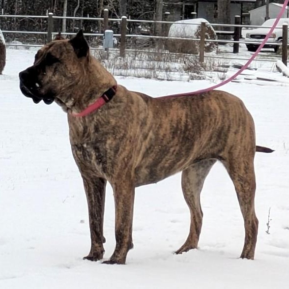 Birdie, a Adoptable Presa Canario in Norwood, GA image 6/6