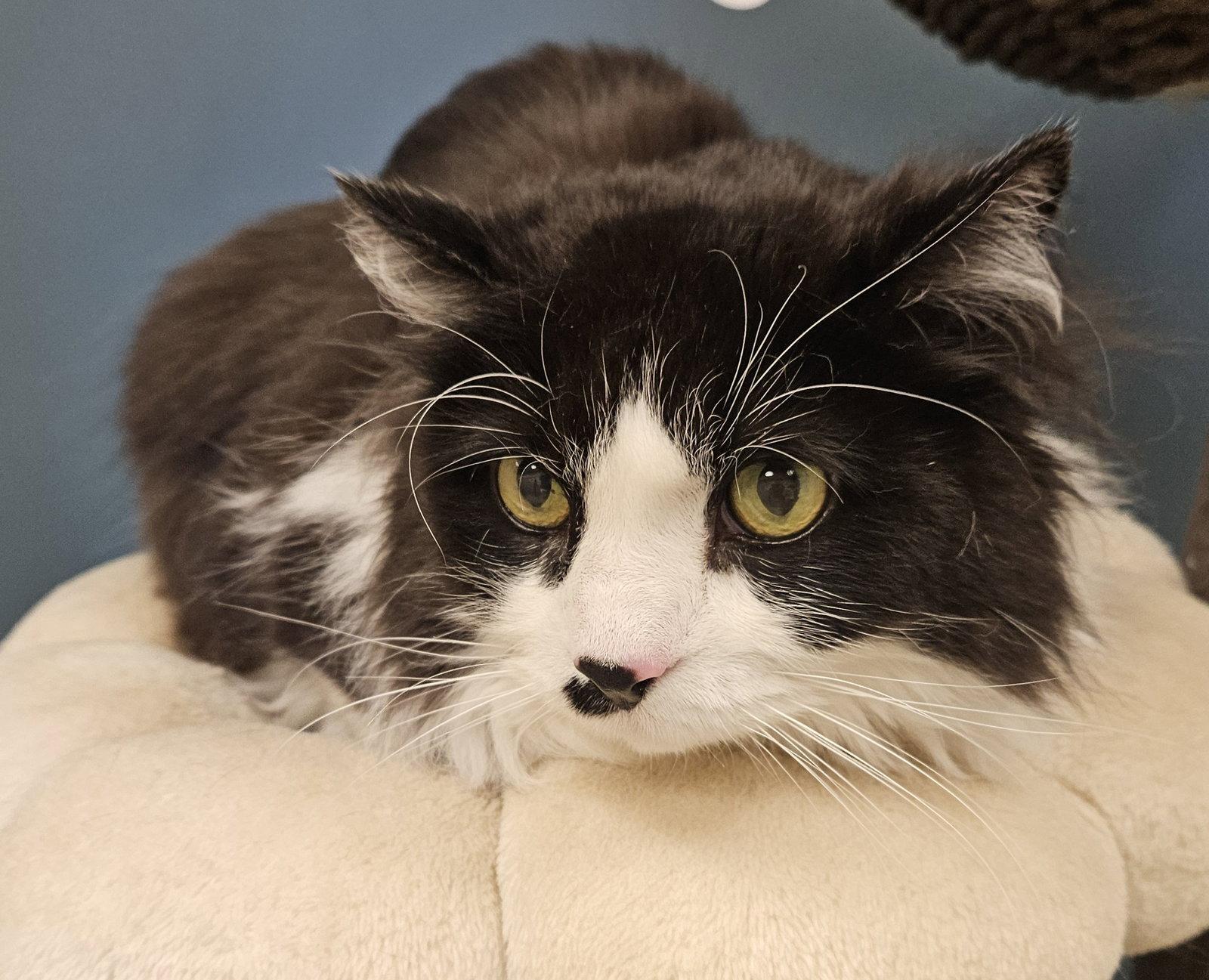 Kirby, Adopted, Adult Male Domestic Long Hair.