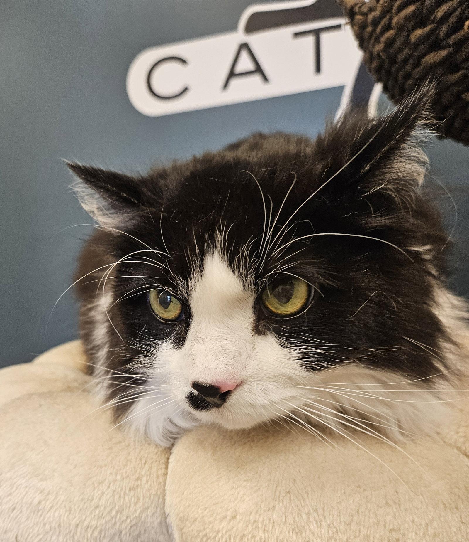 Enlarge Kirby, a Adopted Domestic Long Hair in Greenfield, IN image 2/2