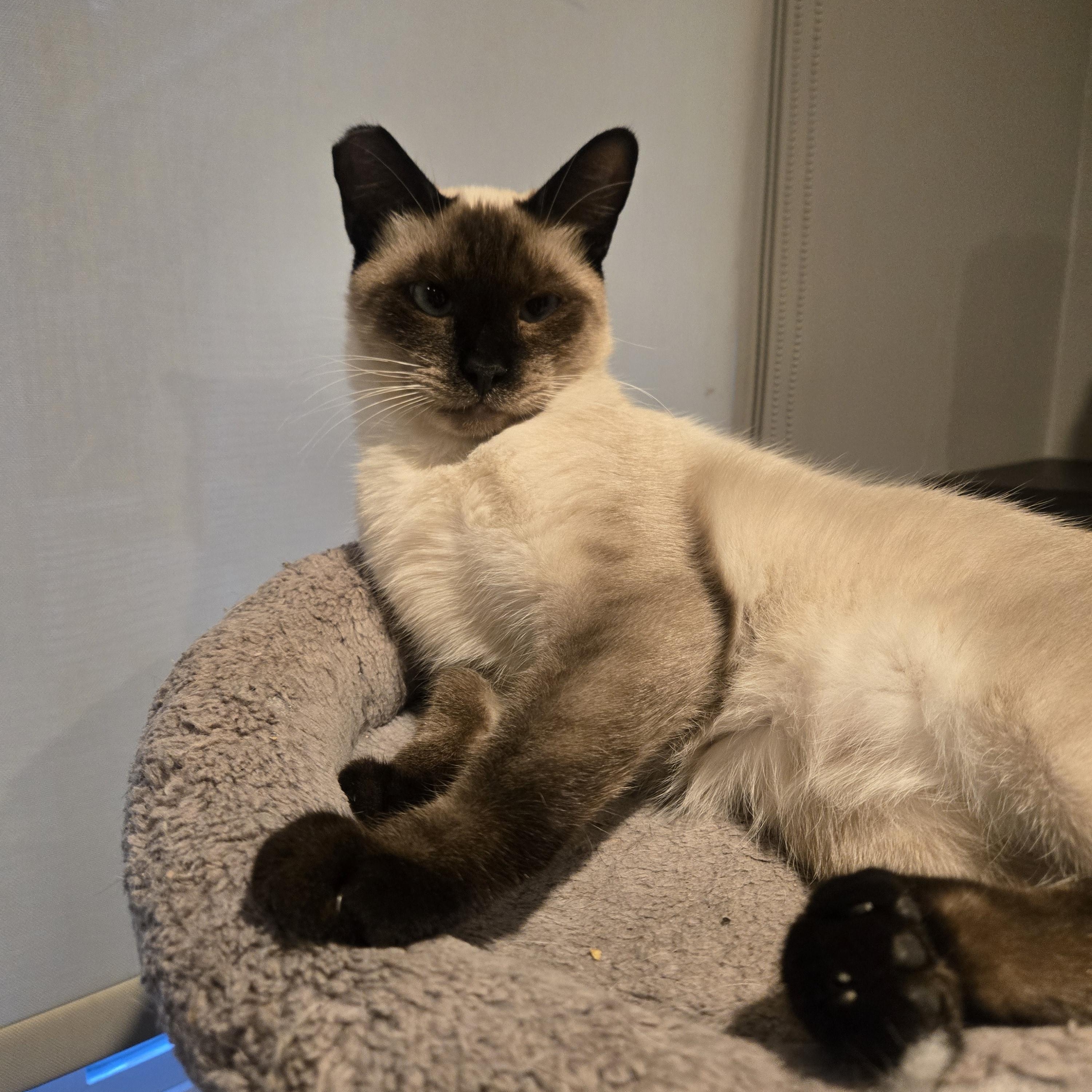 Enlarge Nico (GF), a ADOPTABLE Siamese in Encino, CA image 1/1