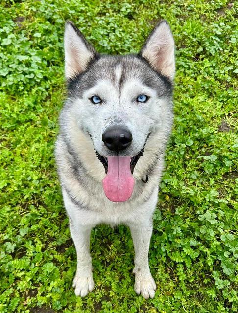 RAGNAR, Adoptable, Adult Male Siberian Husky.