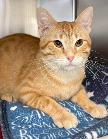 Buster, a ADOPTABLE Domestic Short Hair in Little Falls, MN image 1/3
