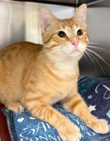 Buster, a ADOPTABLE Domestic Short Hair in Little Falls, MN image 2/3