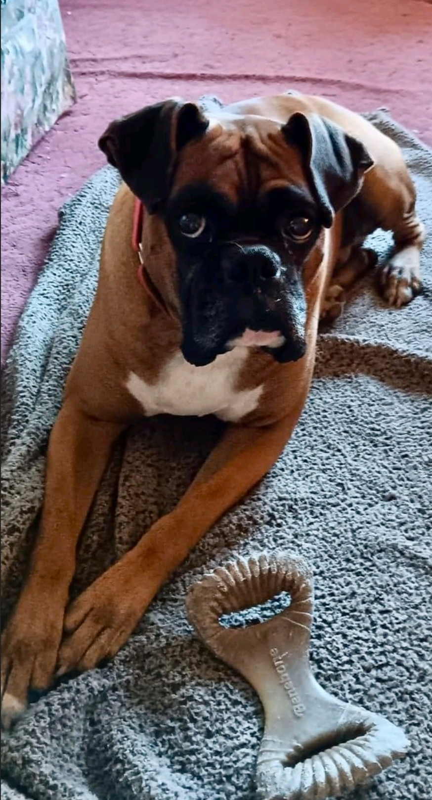 Denver-boxer (in NH), Adopted, Adult Male Boxer.