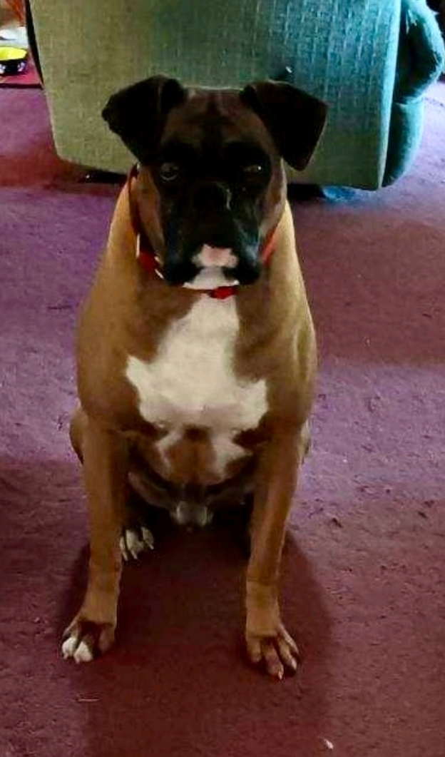 Enlarge Denver-boxer (in NH), a Adopted Boxer in Franklin, MA image 4/5
